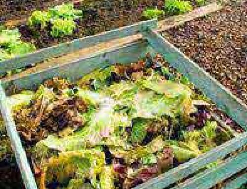 Composting your Natural Waste